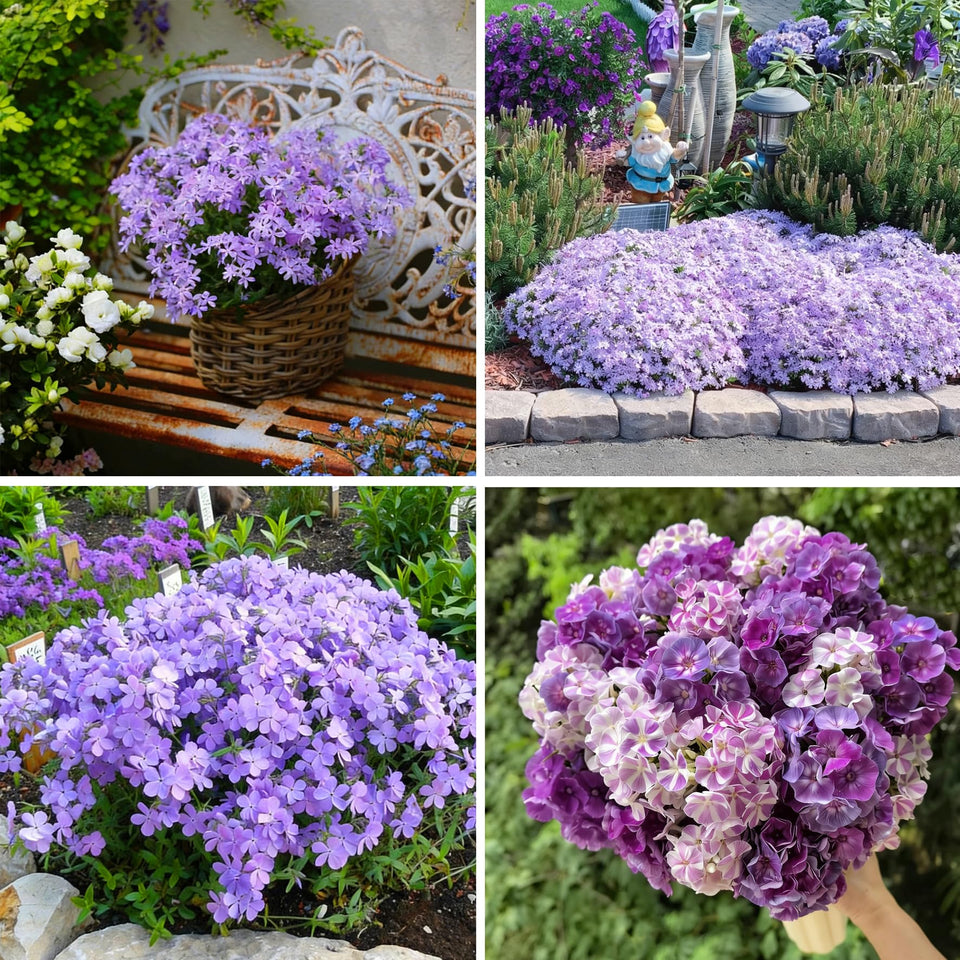 Mixrug Creeping Phlox seeds in bag for rich purple groundcover