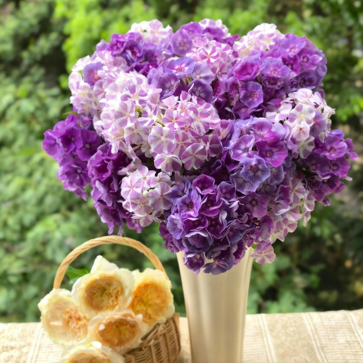Mixrug Creeping Phlox seeds attract pollinators with fragrant blooms