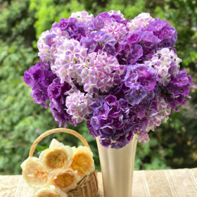 Mixrug Creeping Phlox seeds attract pollinators with fragrant blooms