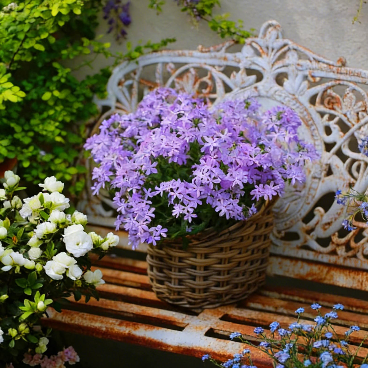 Mixrug Creeping Phlox seeds border edge accent with blooms