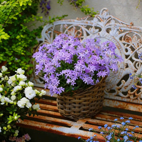 Mixrug Creeping Phlox seeds border edge accent with blooms