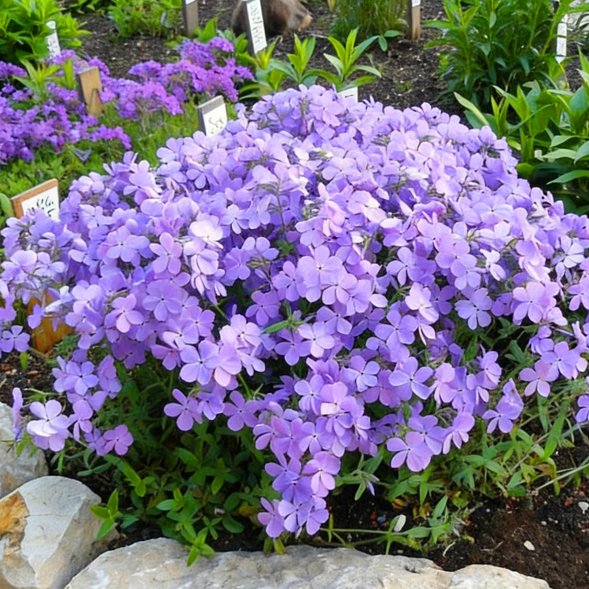 Mixrug Creeping Phlox seeds container display with colorful pots