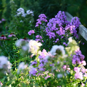 Mixrug Creeping Phlox seeds drought-tolerant for low-water gardens