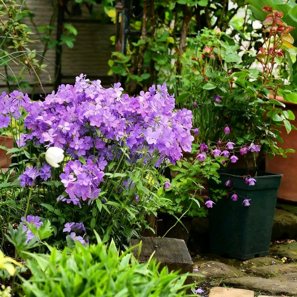 Mixrug Creeping Phlox seeds groundcover mat forms dense coverage