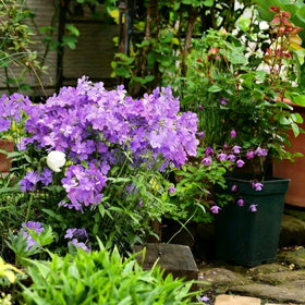 Mixrug Creeping Phlox seeds groundcover mat forms dense coverage