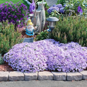 Mixrug Creeping Phlox seeds planted bed creating color year-round