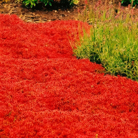 Mixrug creeping thyme grows between stepping stones in sunny borders