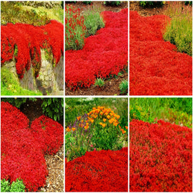 Mixrug creeping thyme ground cover forms a fragrant carpet along a garden walkway