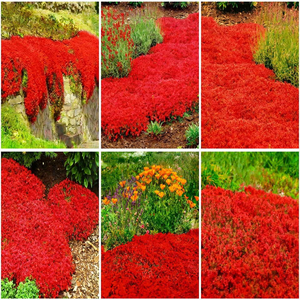 Mixrug creeping thyme ground cover forms a fragrant carpet along a garden walkway