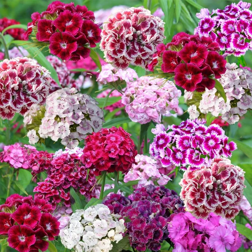 Mixrug Sweet William flowers brighten borders and provide cut-flower options.