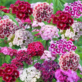 Mixrug Sweet William flowers brighten borders and provide cut-flower options.