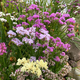Mixrug statice stems for fresh bouquets and dried arrangements