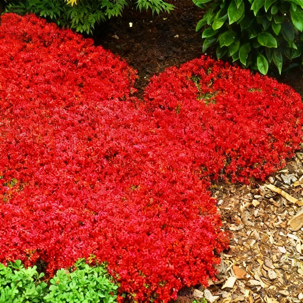 Mixrug drought-tolerant thyme thrives in sun and partial shade gardens