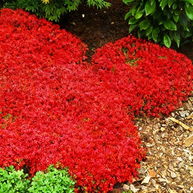 Mixrug drought-tolerant thyme thrives in sun and partial shade gardens