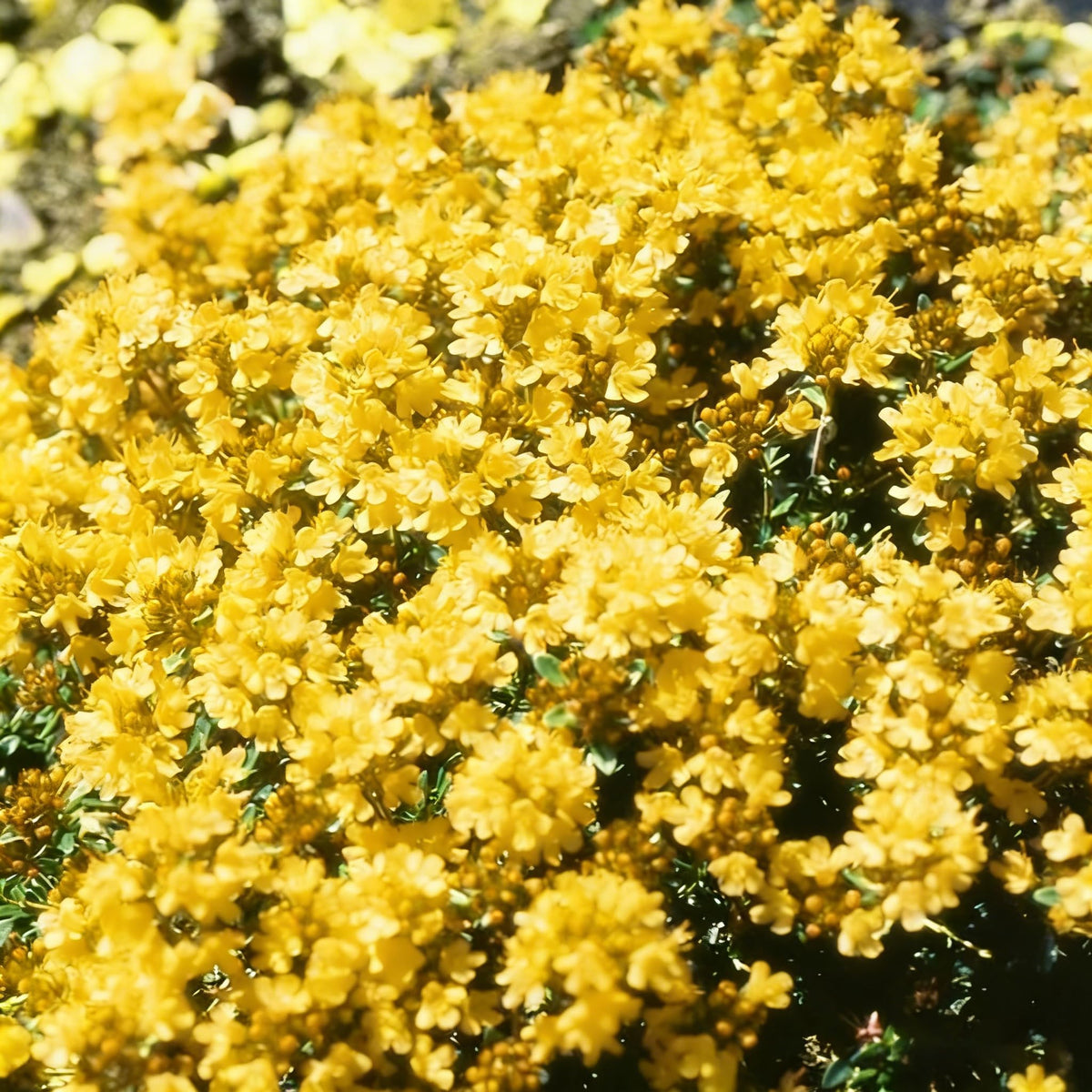 Mixrug drought-tolerant thyme established and easy to care for.