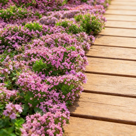 Drought-tolerant Mixrug thyme thriving in dry landscaping