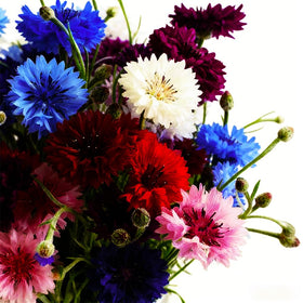 Mixrug dwarf-compact growth cornflowers ideal for container gardening