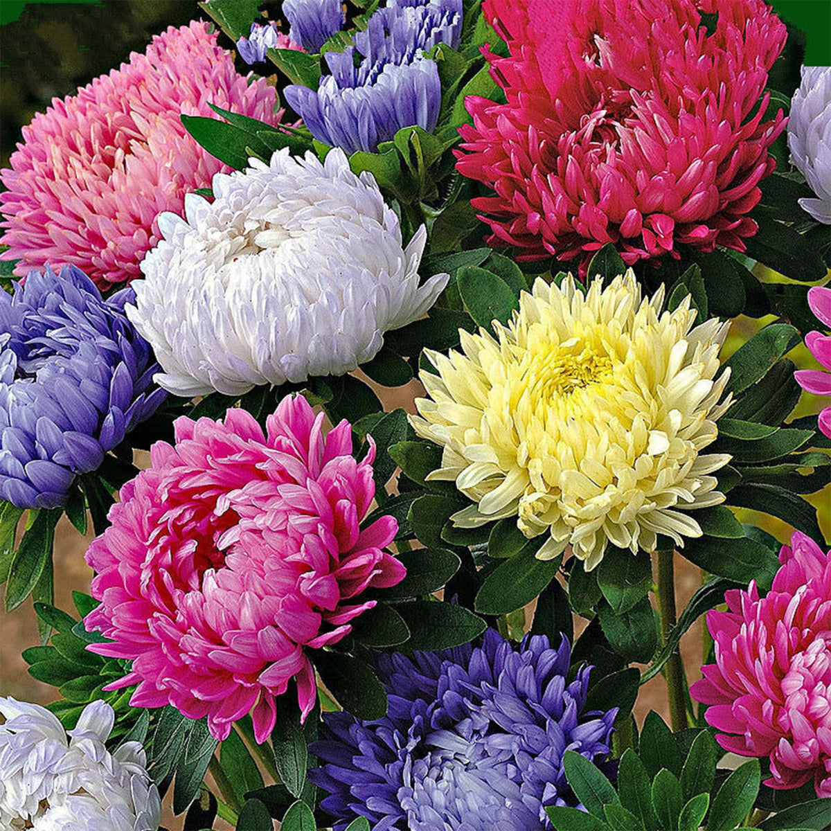 Mixrug easy germination seeds offer quick color with minimal effort.