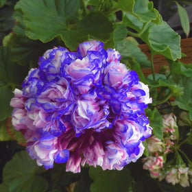 Mixrug easy-to-sow geranium seeds with quick seedling emergence for effortless gardening