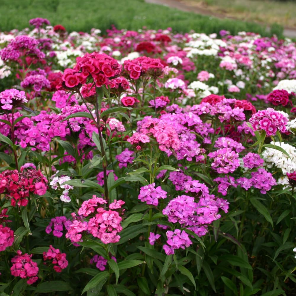 Mixrug blossoms attract butterflies and bees for a lively garden.