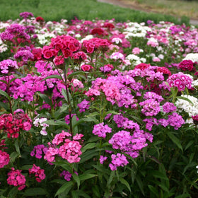 Mixrug blossoms attract butterflies and bees for a lively garden.