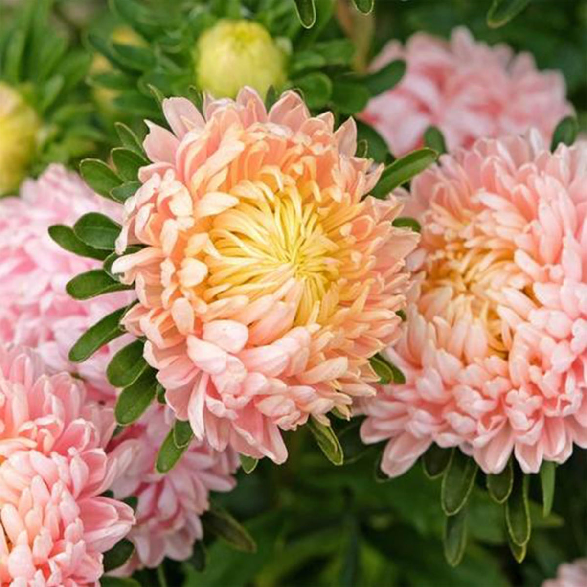 Mixrug fragrant chrysanthemum blooms attract pollinators and scent the garden.