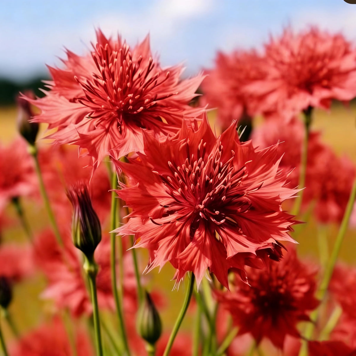 Fragrant Mixrug cornflower bloom in sunlit garden.
