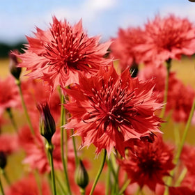 Fragrant Mixrug cornflower bloom in sunlit garden.