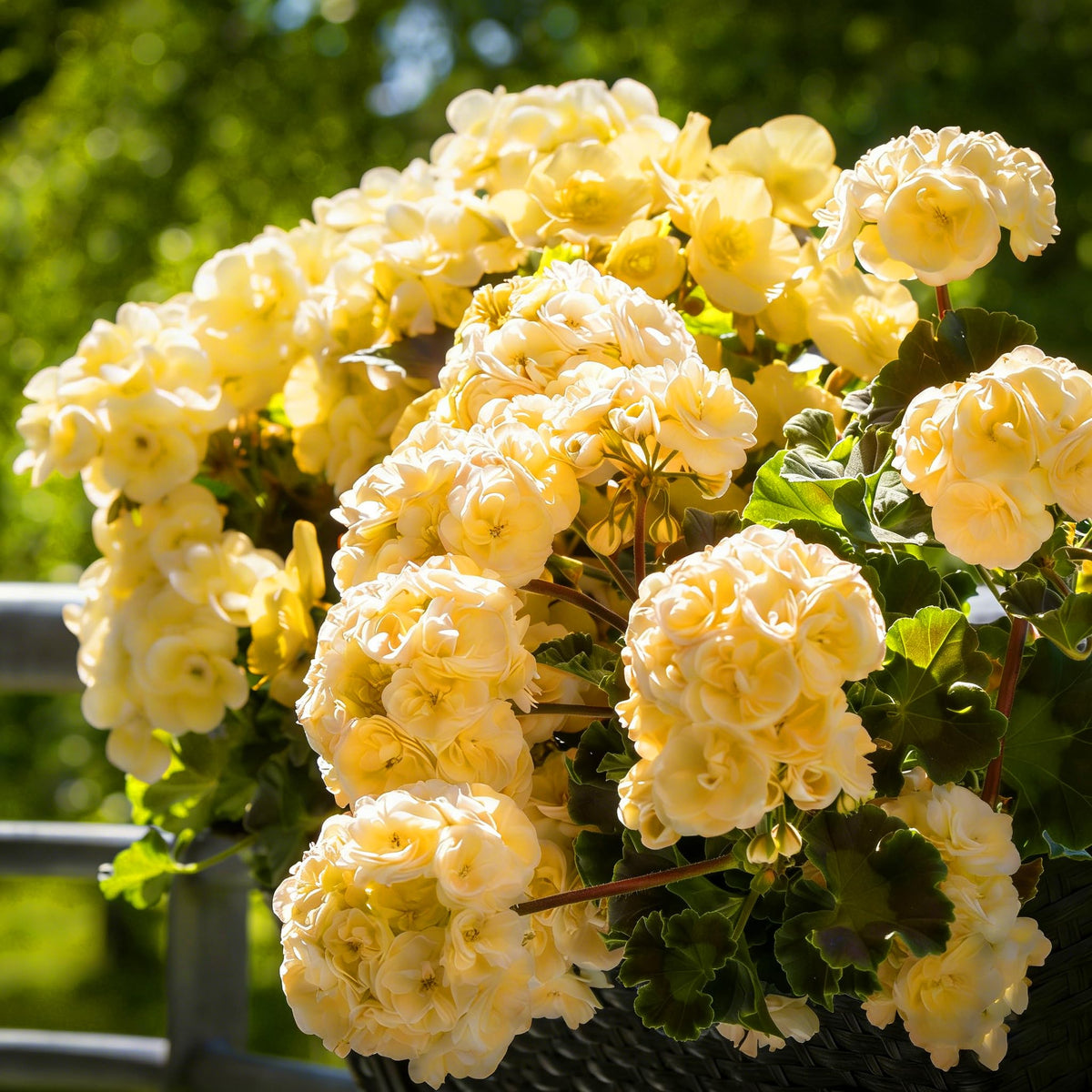 Mixrug fragrant blooms showcase bees and butterflies in garden settings.