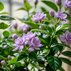 Mixrug fragrant jasmine beauty in garden highlighting versatility