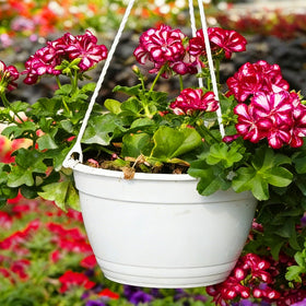 Mixrug garden-ready geranium seeds enable quick, colorful planting displays.