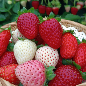 Mixrug garden setup with seeds, showcasing versatile planting spaces for fruits.