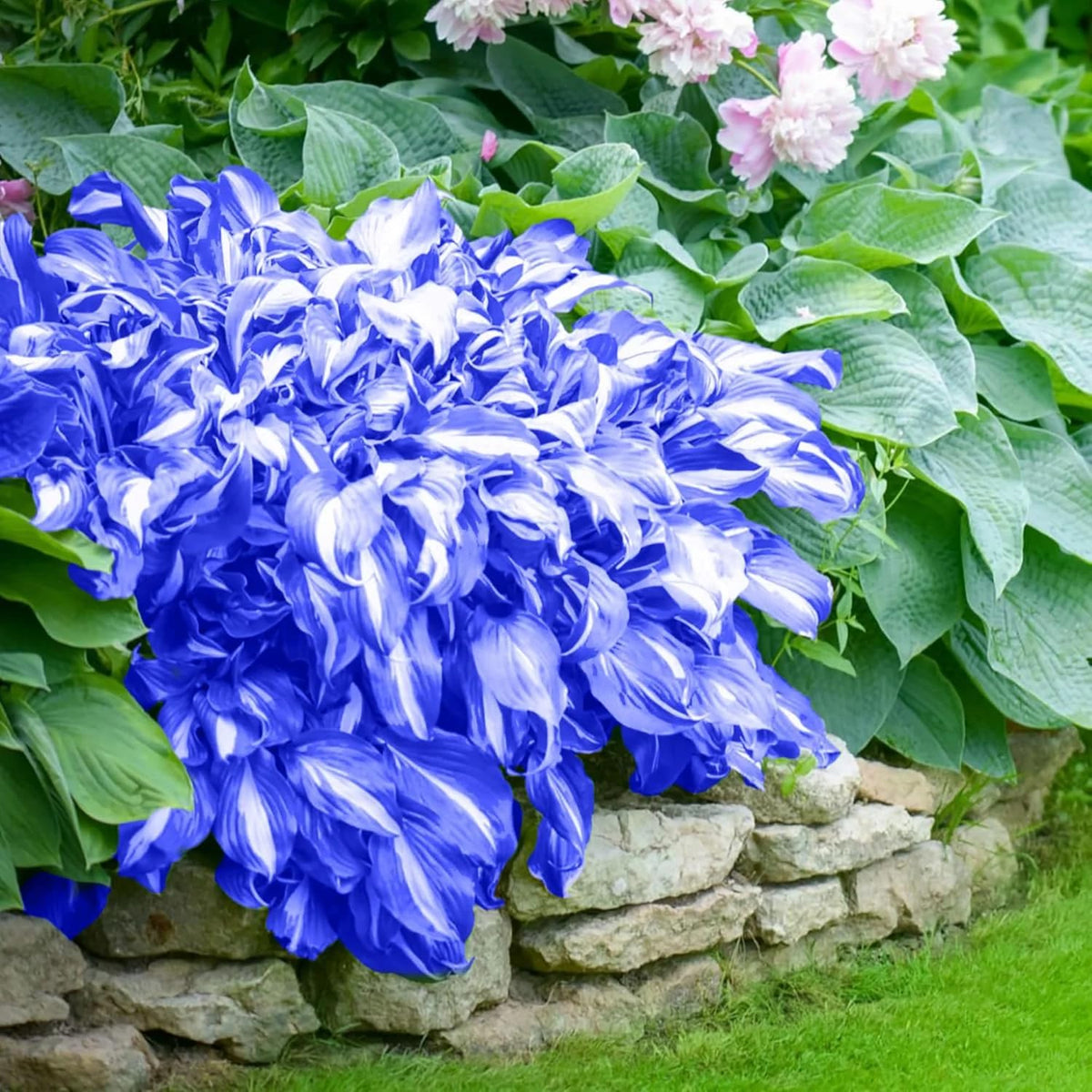 Mixrug garden shade border shows versatile planting in partial sun