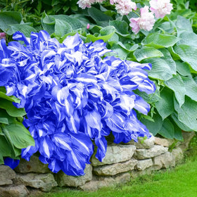 Mixrug garden shade border shows versatile planting in partial sun
