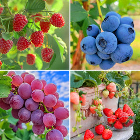 Mixrug grape seeds closeup, ready to grow sweet vines in sunny spots.