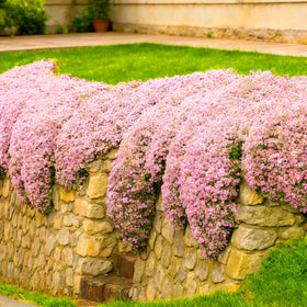 Close-up of Mix rug ground-cover thyme mats spreading along a garden path