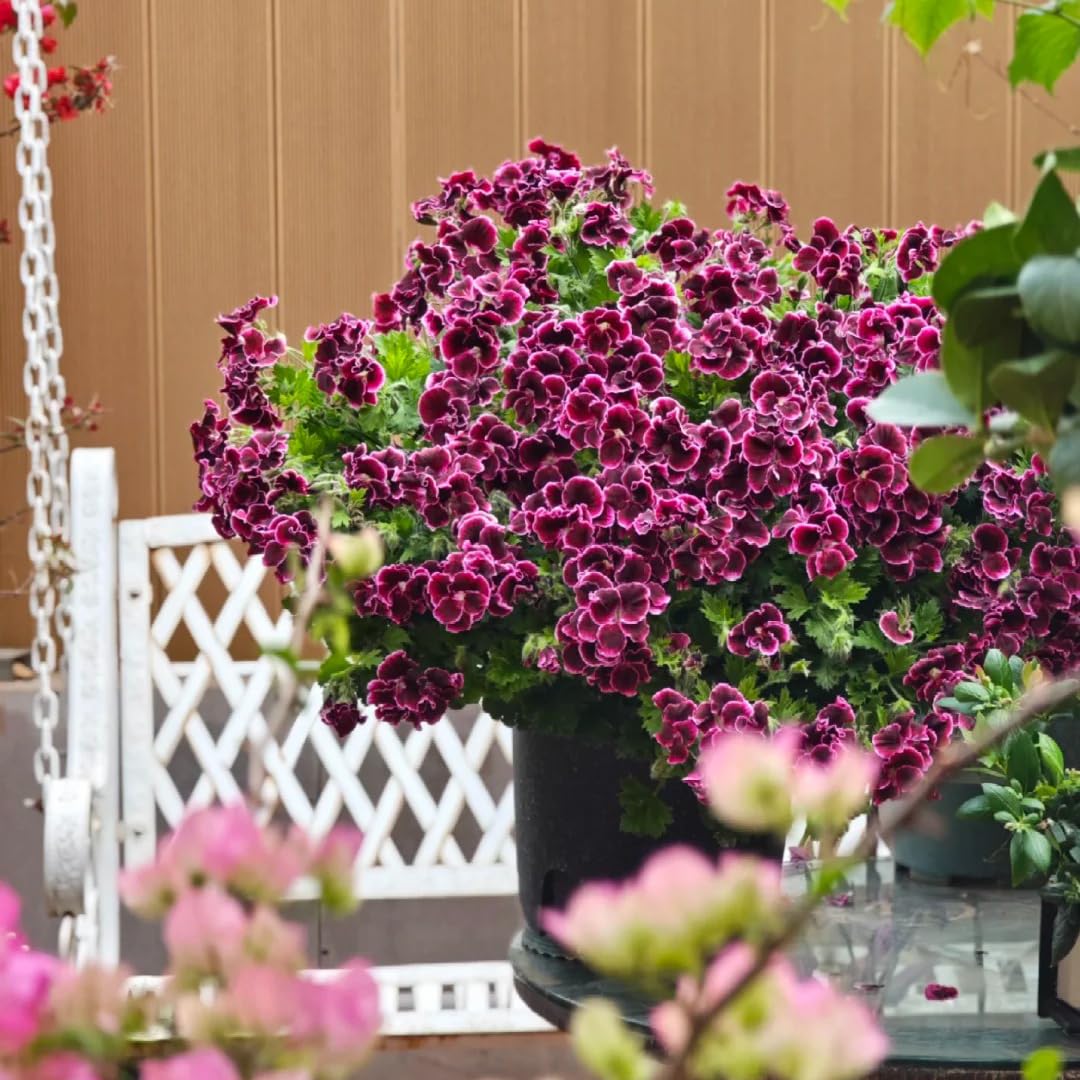 Mixrug hardy geranium seeds suited to zones 3–9 in sun or shade.