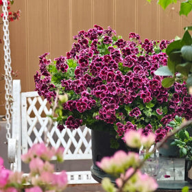 Mixrug hardy geranium seeds suited to zones 3–9 in sun or shade.