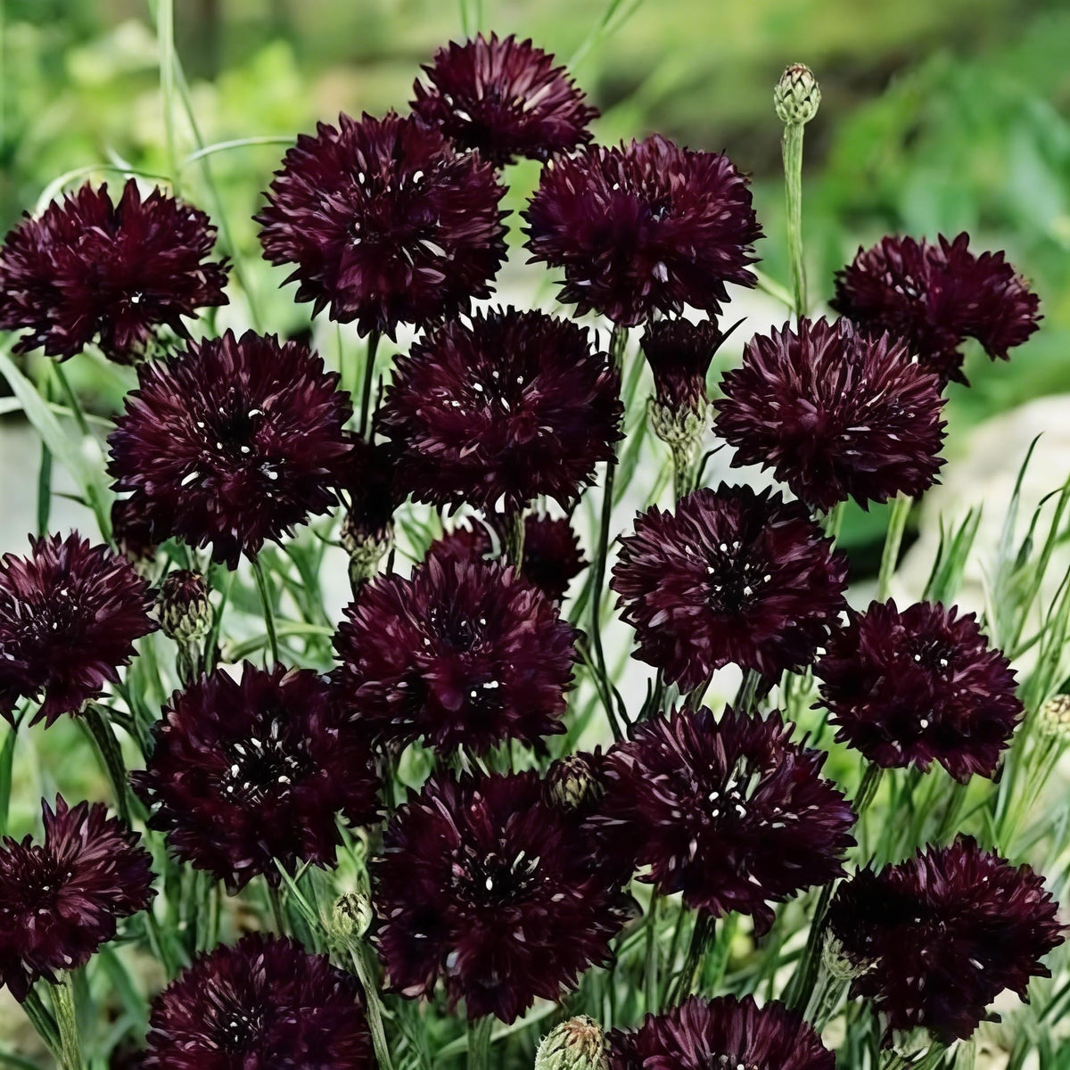 Mixrug hardy-perennial in USDA zones 3-9 for reliable year-round color