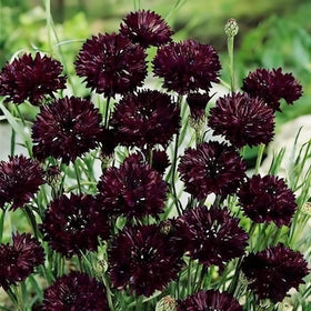 Mixrug hardy-perennial in USDA zones 3-9 for reliable year-round color