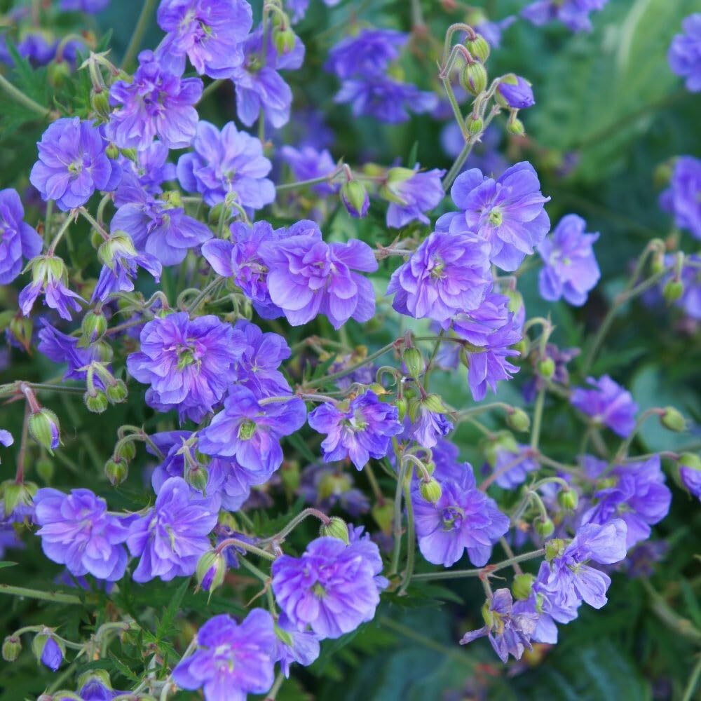 Mixrug heirloom non-GMO geranium seeds offer reliable color without chemical modifications