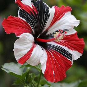 Mixrug hibiscus deciduous shrub with dark green leaves.