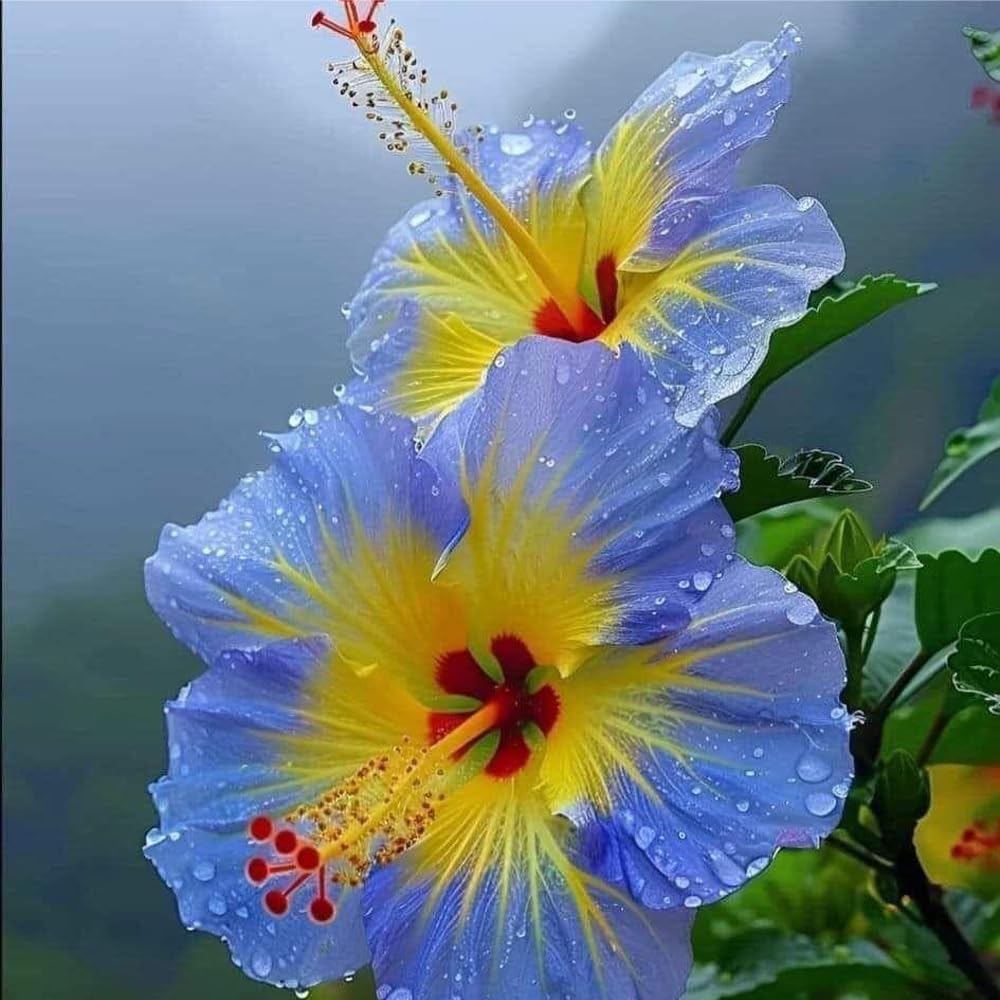 Mixrug hibiscus lush green foliage for garden interest.