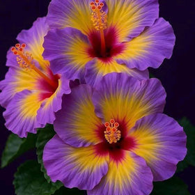 Mixrug hibiscus pruning forms compact single-stem trees.