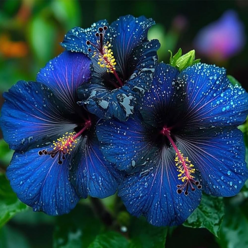 Mixrug hibiscus transplanting into sunny, moist soil for growth.