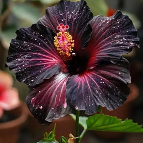 Mixrug hibiscus for colorful edging along walkways.