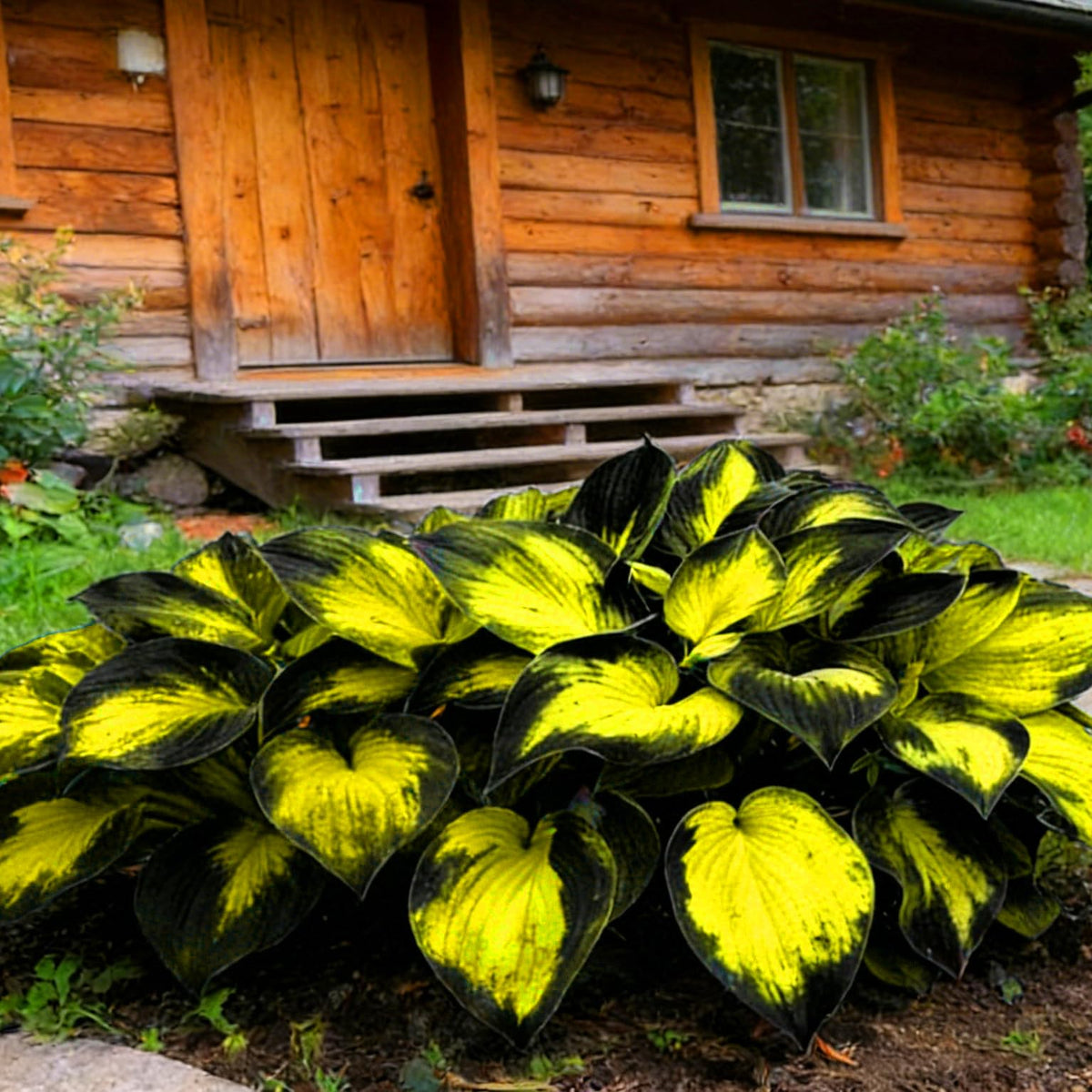 Mixrug Hosta blossoms color closeup showcases bright blooms in shade