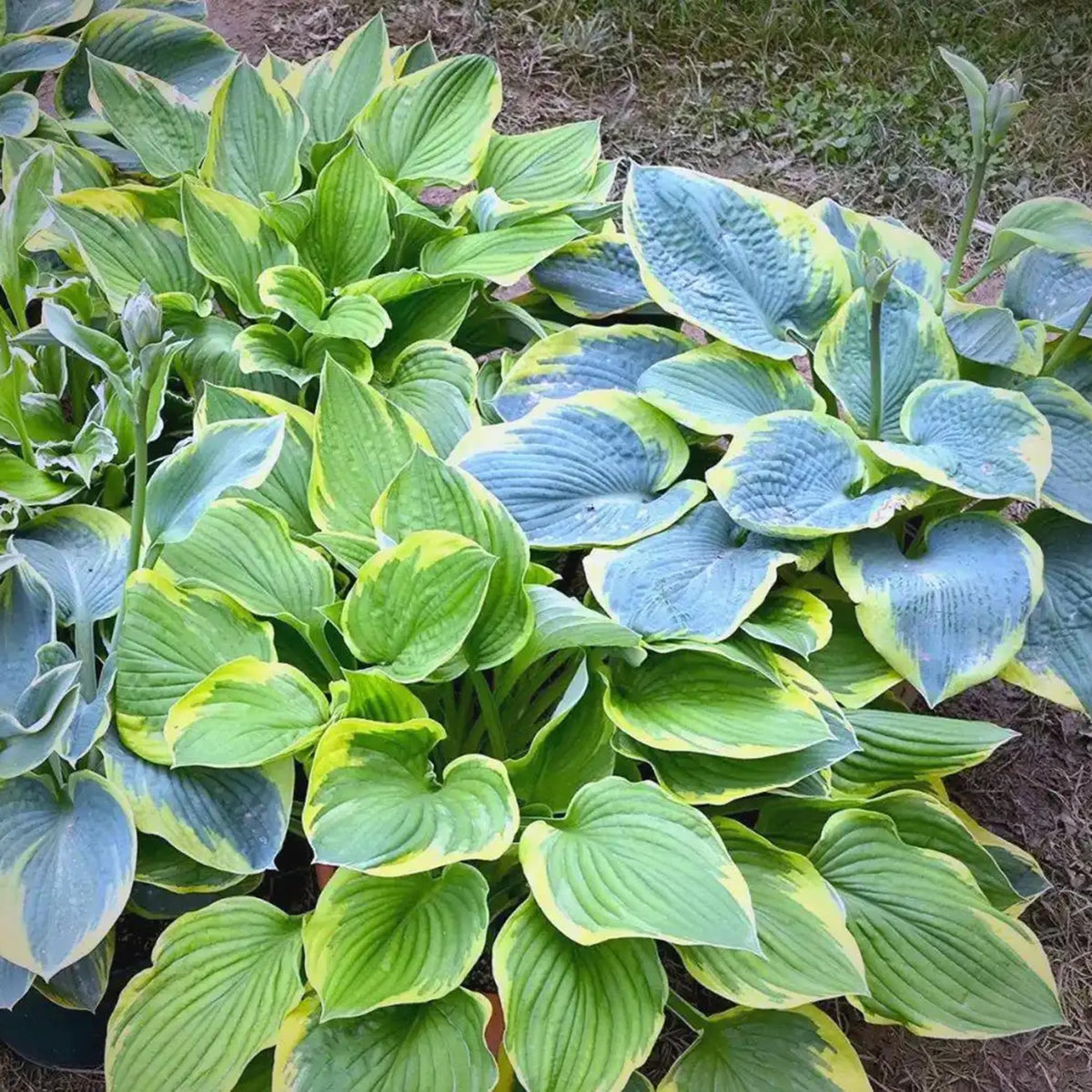 Mixrug Hosta drought tolerance benefits for resilient shaded plots