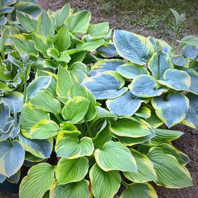 Mixrug Hosta drought tolerance benefits for resilient shaded plots