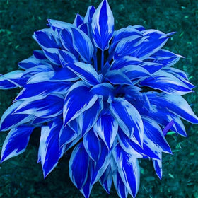 Mixrug hosta flowers bloom attracts pollinators and border interest